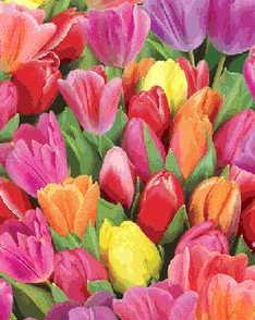 Spring : Tulipaner