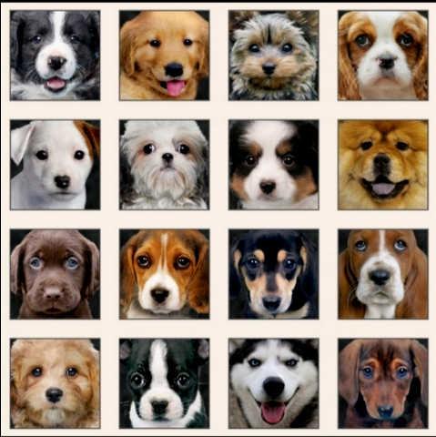 Adorable Pets - Hunde portrætter