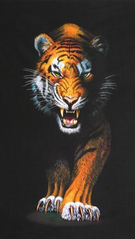 Animal Kingdom - Tiger