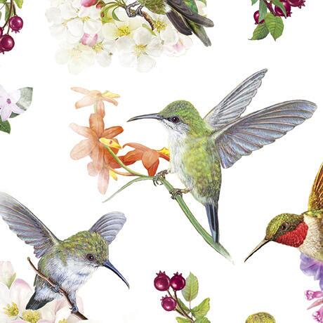 Hummingbird Garden : Fugle