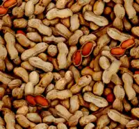 Food Festival : Peanuts / Jordnødder