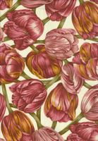 NEDSAT : Renaissance : Lyse tulipaner - kun 80.- pr meter