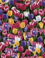 Botanical Garden : Tulipaner