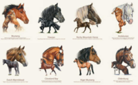 Horse Breeds