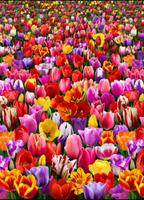 Digital Garden - Tulips