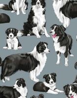 Dogs : Border Collie